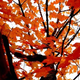 Illustration for article titled Shooting Challenge Fall Leaves Gallery 6